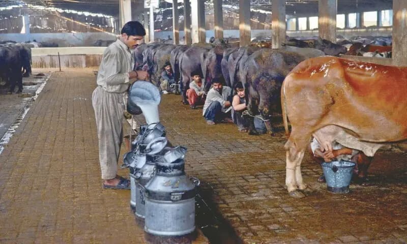 Sacred Duty Betrayed: All Karachi Milk Samples Unfit