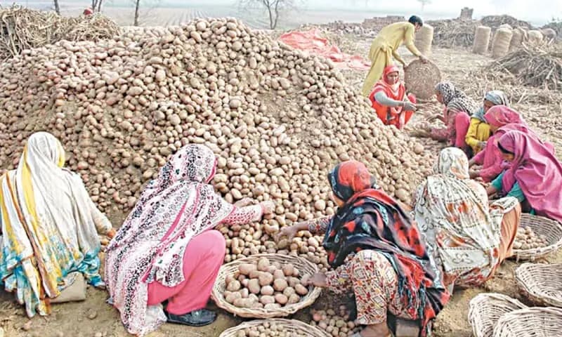 Pakistan's Potato Crisis: A Test of Agricultural Sovereignty