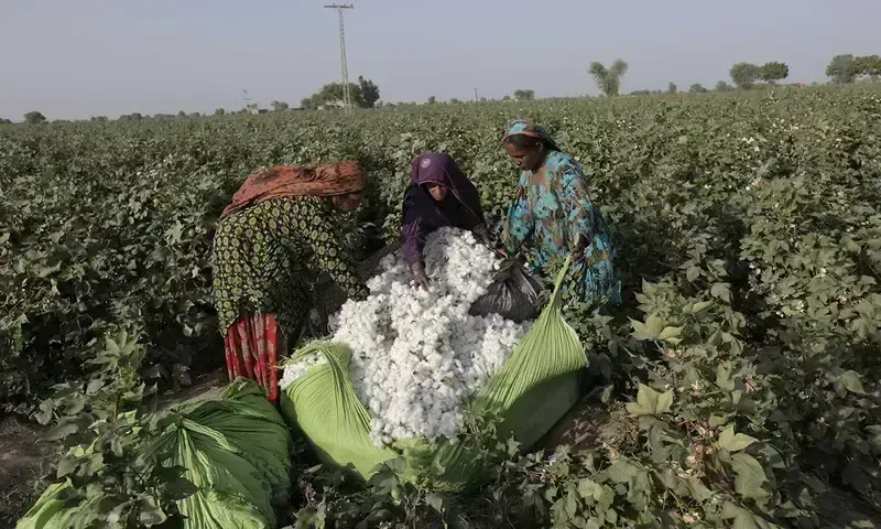 Punjab's Cotton Crisis: 18% Shortfall Threatens Our Sovereignty