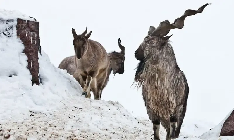 Gilgit-Baltistan's Sacred Hunt: Markhor Permits to Fetch $200,000 in 2026-27 Season
